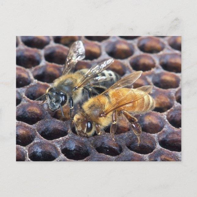 Honeycomb Bees Postcard (Front)