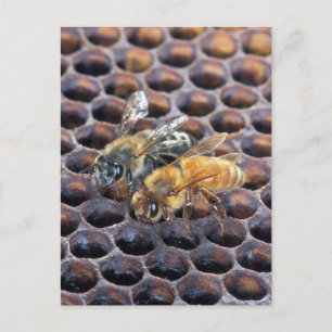 Honeycomb Bees Postcard