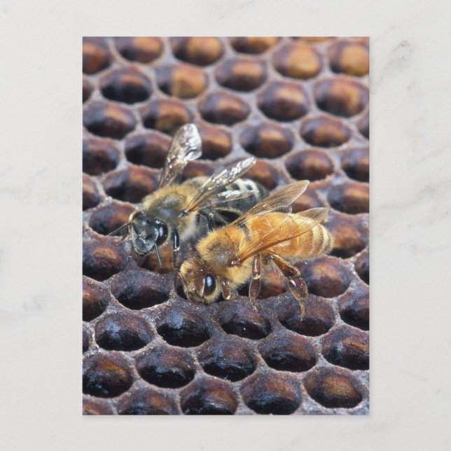 Honeycomb Bees Postcard (Front)