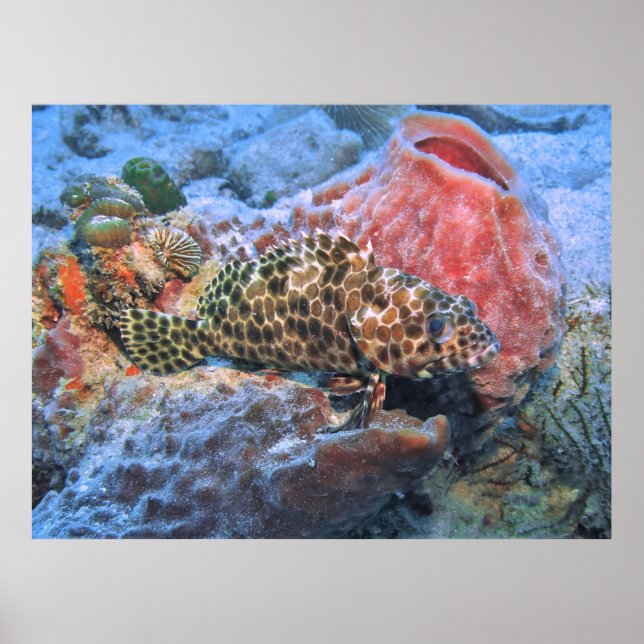 Honeycomb Grouper Poster (Front)
