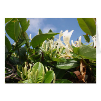 Honeysuckle