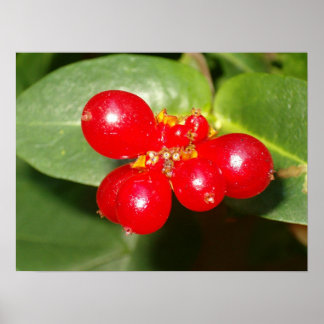 Honeysuckle Berries Poster