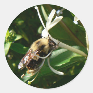 Honeysuckle Bumble Bee Classic Round Sticker