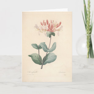 Honeysuckle by Redoute Botanical Sympathy Card