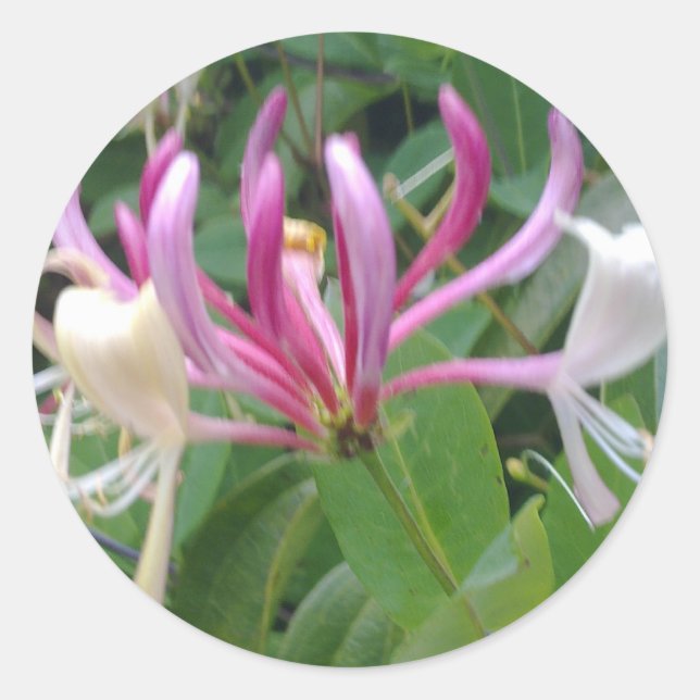 Honeysuckle Flower Sticker (Front)