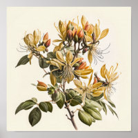 Honeysuckle Flowers Art Print Poster
