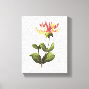 honeysuckle(Lonicera sp.) by Redouté Canvas Print