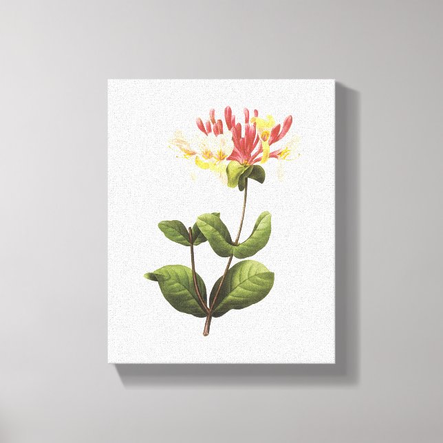 honeysuckle(Lonicera sp.) by Redouté Canvas Print (Front)