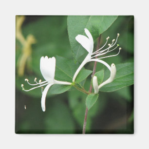 Honeysuckle Magnet