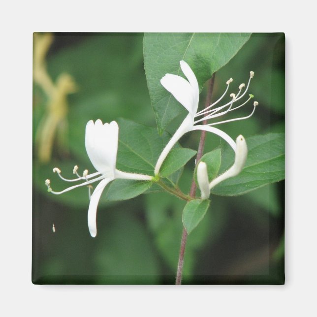 Honeysuckle Magnet (Front)