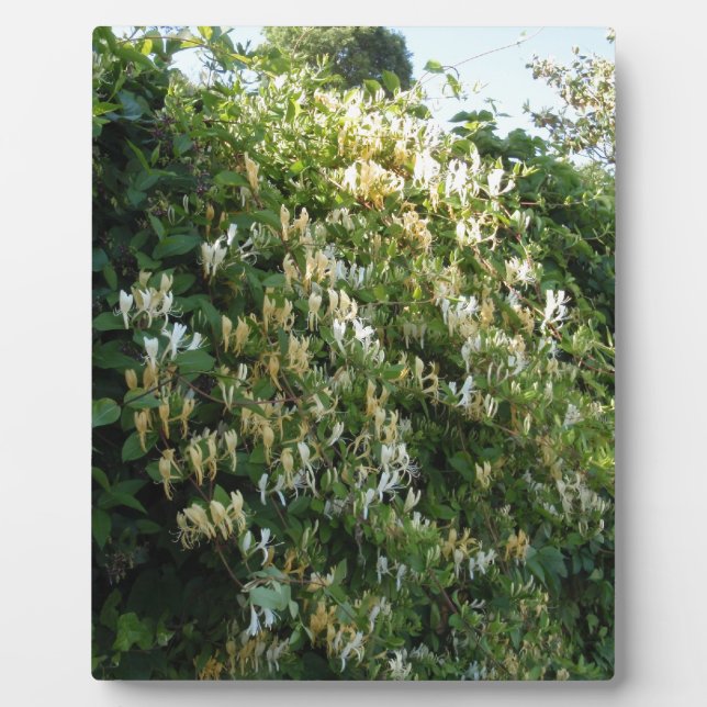 Honeysuckle On A Wall Plaque (Front)