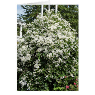 Honeysuckle/Philippians 4:8