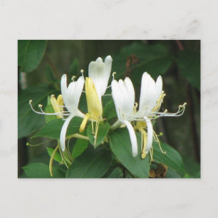 Honeysuckle Postcard