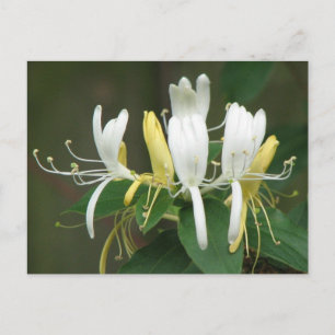 Honeysuckle Postcard