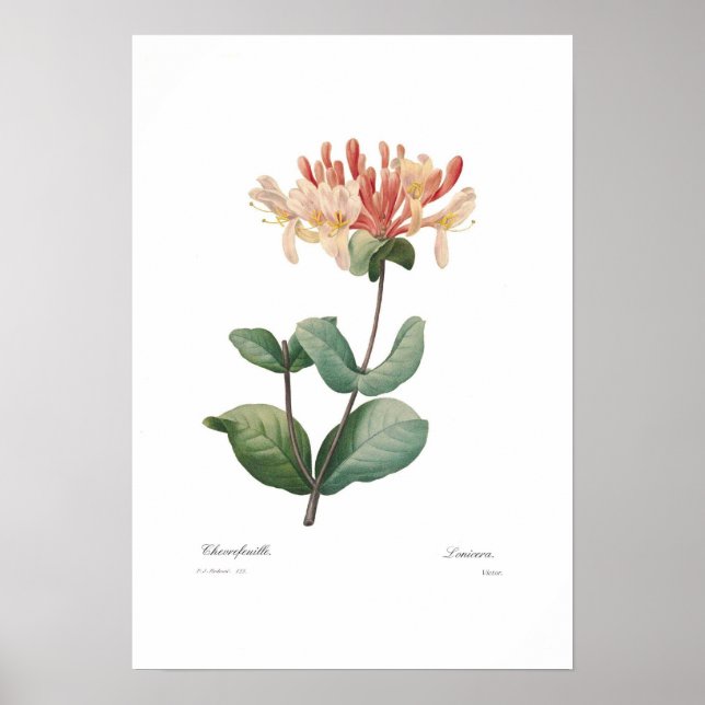 Honeysuckle Poster (Front)