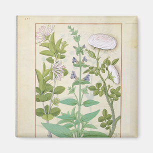 Honeysuckle, Sage and Rose Magnet