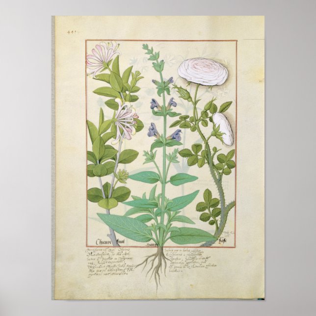 Honeysuckle, Sage and Rose Poster (Front)