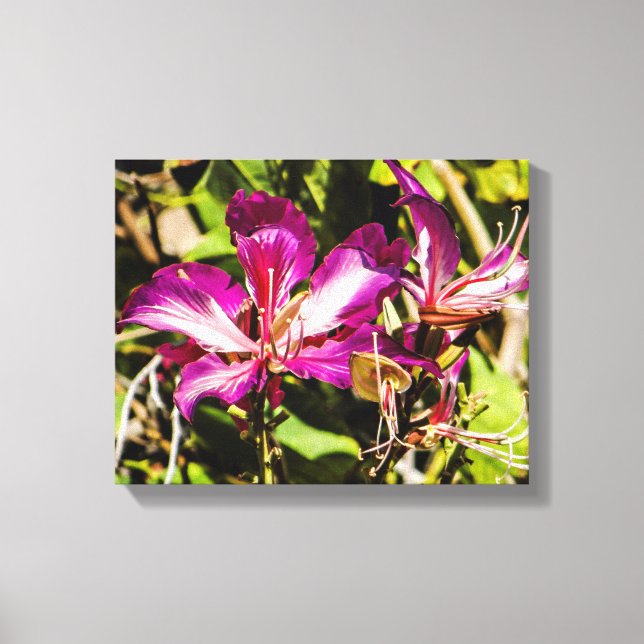 Hong Kong Orchid Tree Canvas (Front)