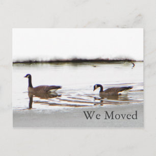 Honkers - Canada Geese Announcement Postcard