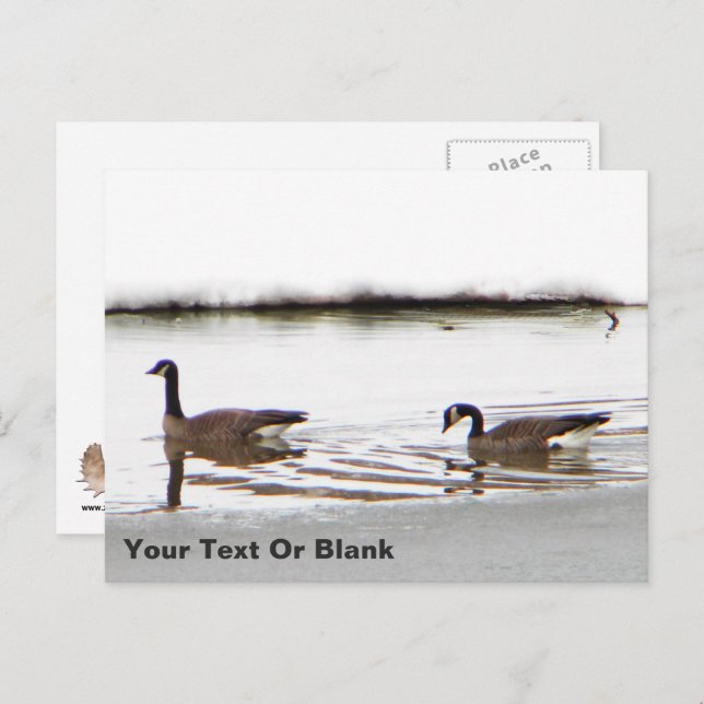 Honkers - Canada Geese Postcard (Front/Back)