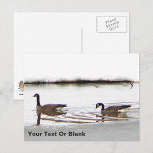 Honkers - Canada Geese Postcard