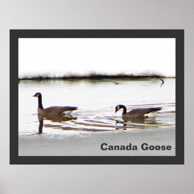 Honkers - Canada Geese Poster (Front)