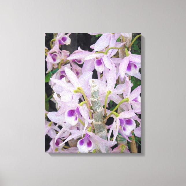 Honohono Orchids Canvas Print (Front)