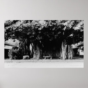 Honolulu, Hawaii - The Sausage Tree Poster