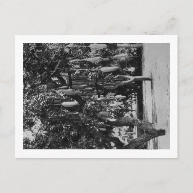 Honolulu, HI - University of Hawaii Postcard (Front)