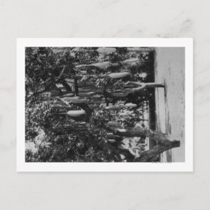 Honolulu, HI - University of Hawaii Postcard