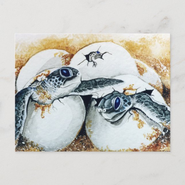 Honu Hatchling Eggs (Green Sea Turtle) Postcard (Front)