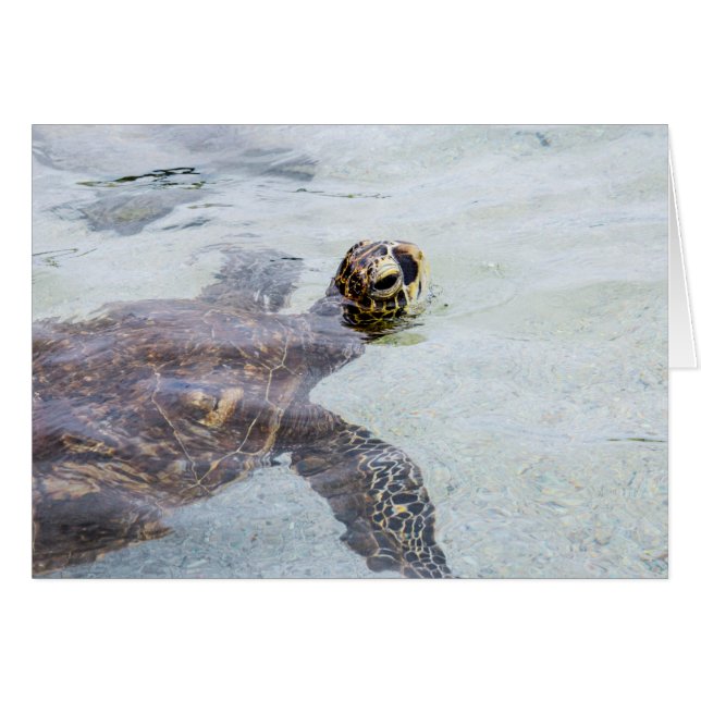 Honu Hawaiian Sea Turtle - Hawaii Turtles (Front Horizontal)