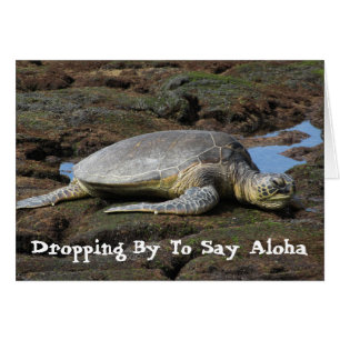 Honu Resting on the Warm Rocks