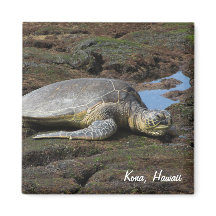 Honu Resting on the Warm Rocks