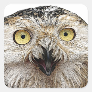 Hoo Are You? Owl Who Are You? Square Sticker