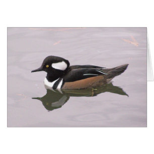 Hooded Merganser