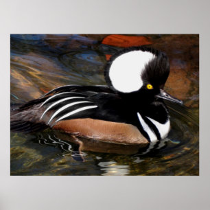Hooded Merganser Bird Print