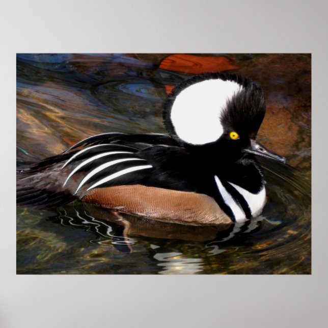 Hooded Merganser Bird Print (Front)