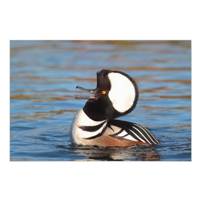 Hooded Merganser Calling Photo Print (Front)