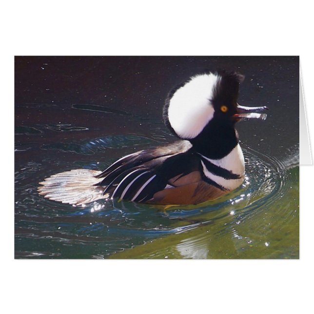 Hooded Merganser Card (Front Horizontal)