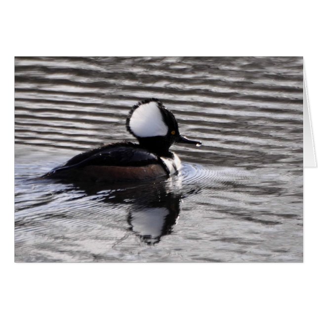 Hooded Merganser Drake (Front Horizontal)