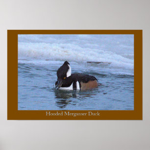 Hooded Merganser Duck Poster
