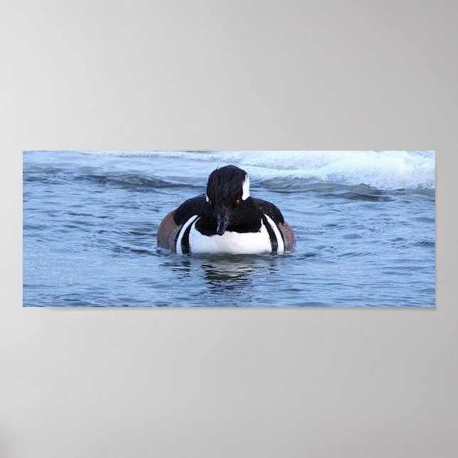 Hooded Merganser Duck Poster (Front)