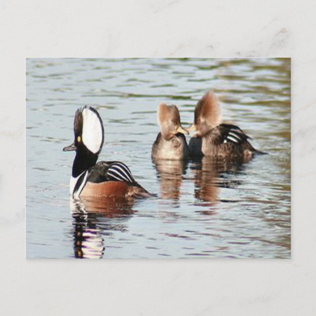 Hooded Merganser Ducks Photo Postcard (Front)