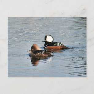 Hooded Merganser Ducks Photo Postcard