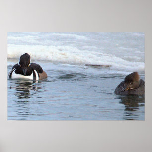 Hooded Merganser Ducks Poster