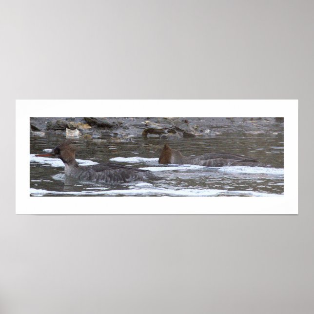 Hooded Merganser Ducks Poster (Front)