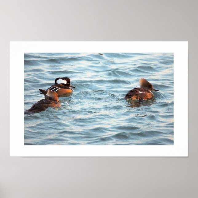 Hooded Merganser Ducks Poster (Front)