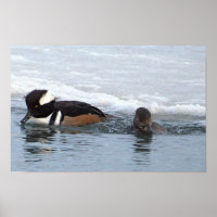 Hooded Merganser Ducks Poster