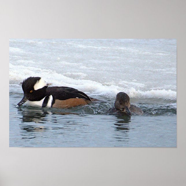 Hooded Merganser Ducks Poster (Front)